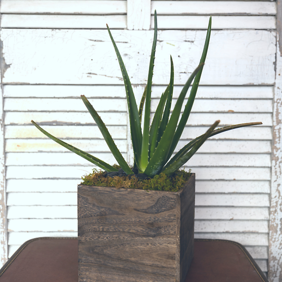Modern Aloe Plant