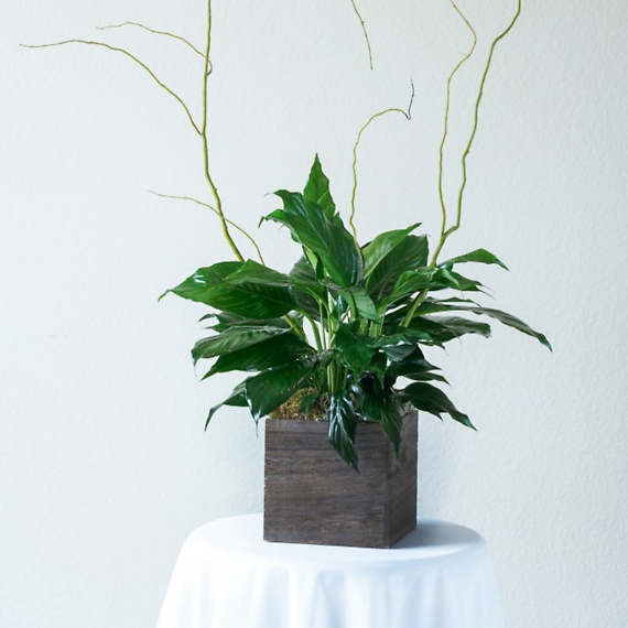 Peace Lily Plant